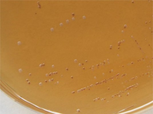 Bakterie NATUFLORA OENOS 250 hl